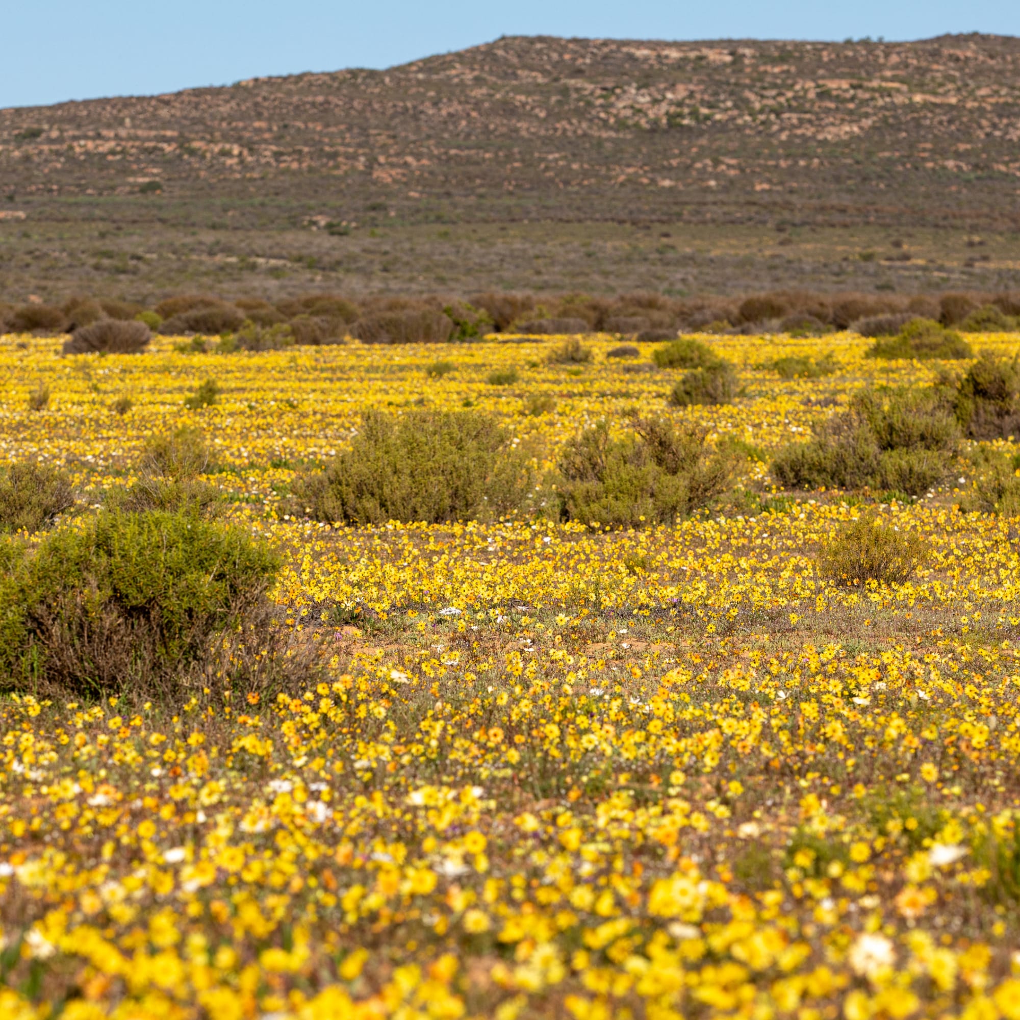Weites Feld mit gelben Blumen und grünen Büschen vor einem Gebirgszug unter klarem Himmel.