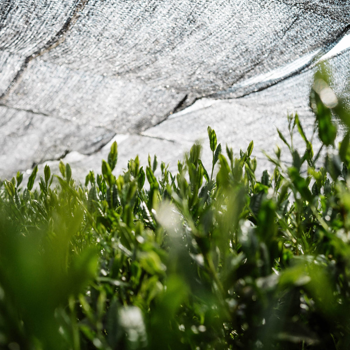Grüne Teepflanzen mit Knospen unter schwarzem Schattierungsnetz im diffusen Sonnenlicht.