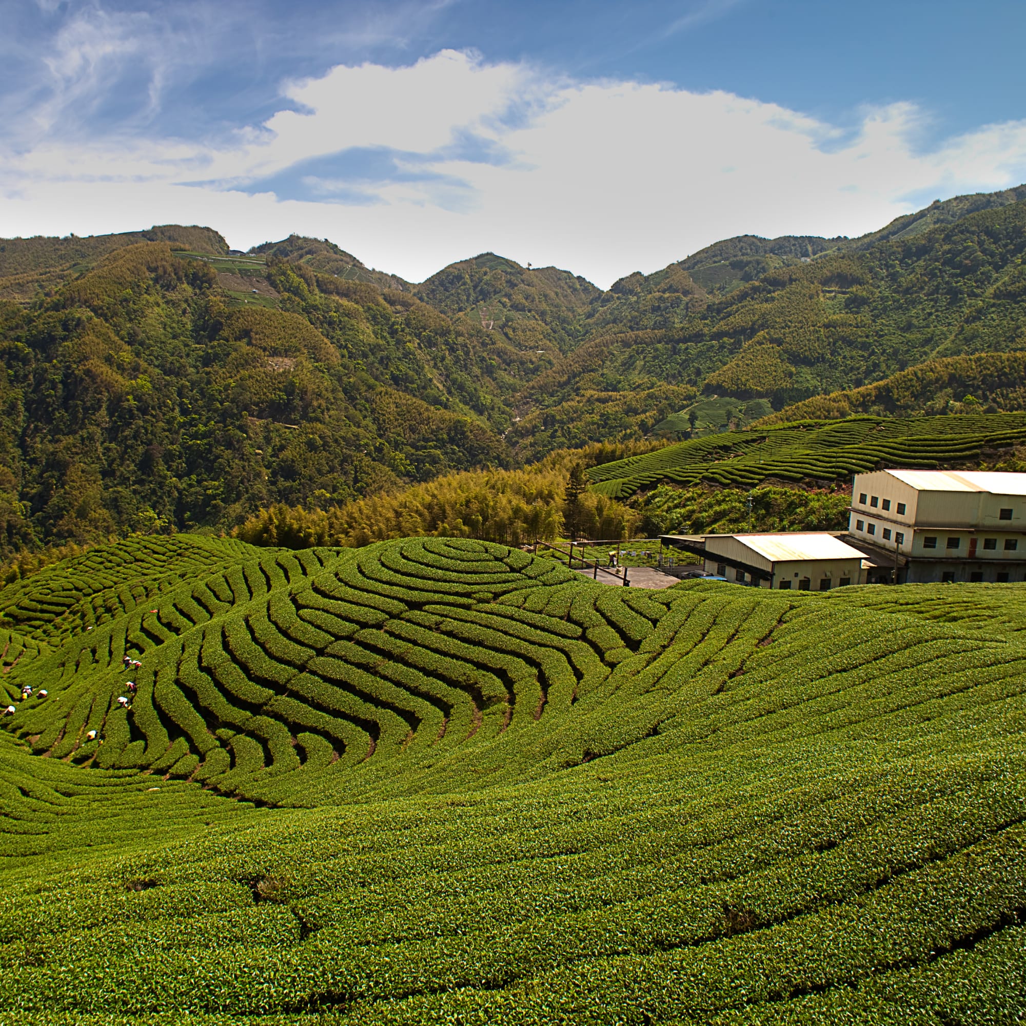 Teepflanzung in geschwungenen Reihen mit Erntehelfern und Fabrikgebäuden vor bewaldeten Bergen.