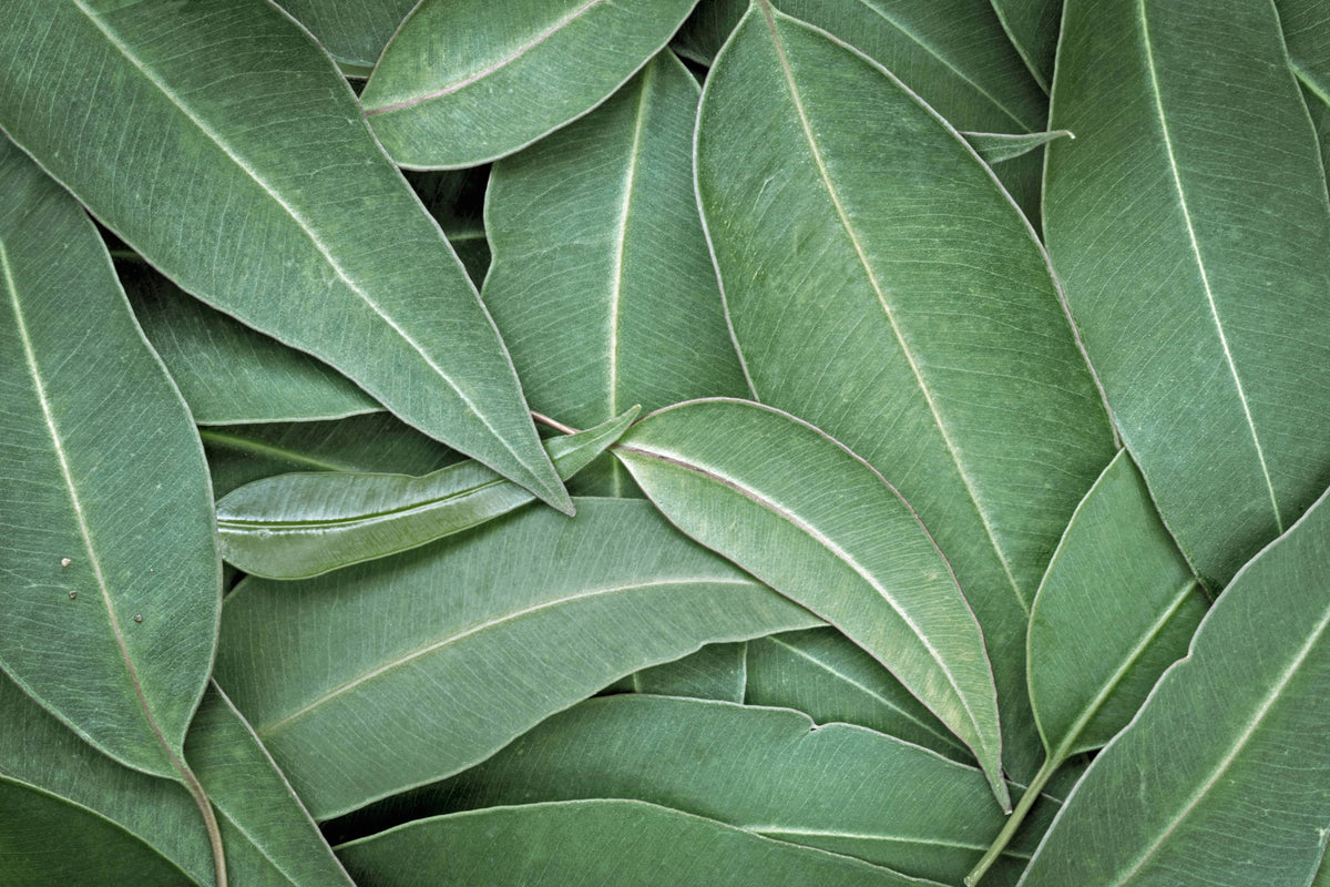 Eukalyptus: Das vielseitige Blatt aus Australien
