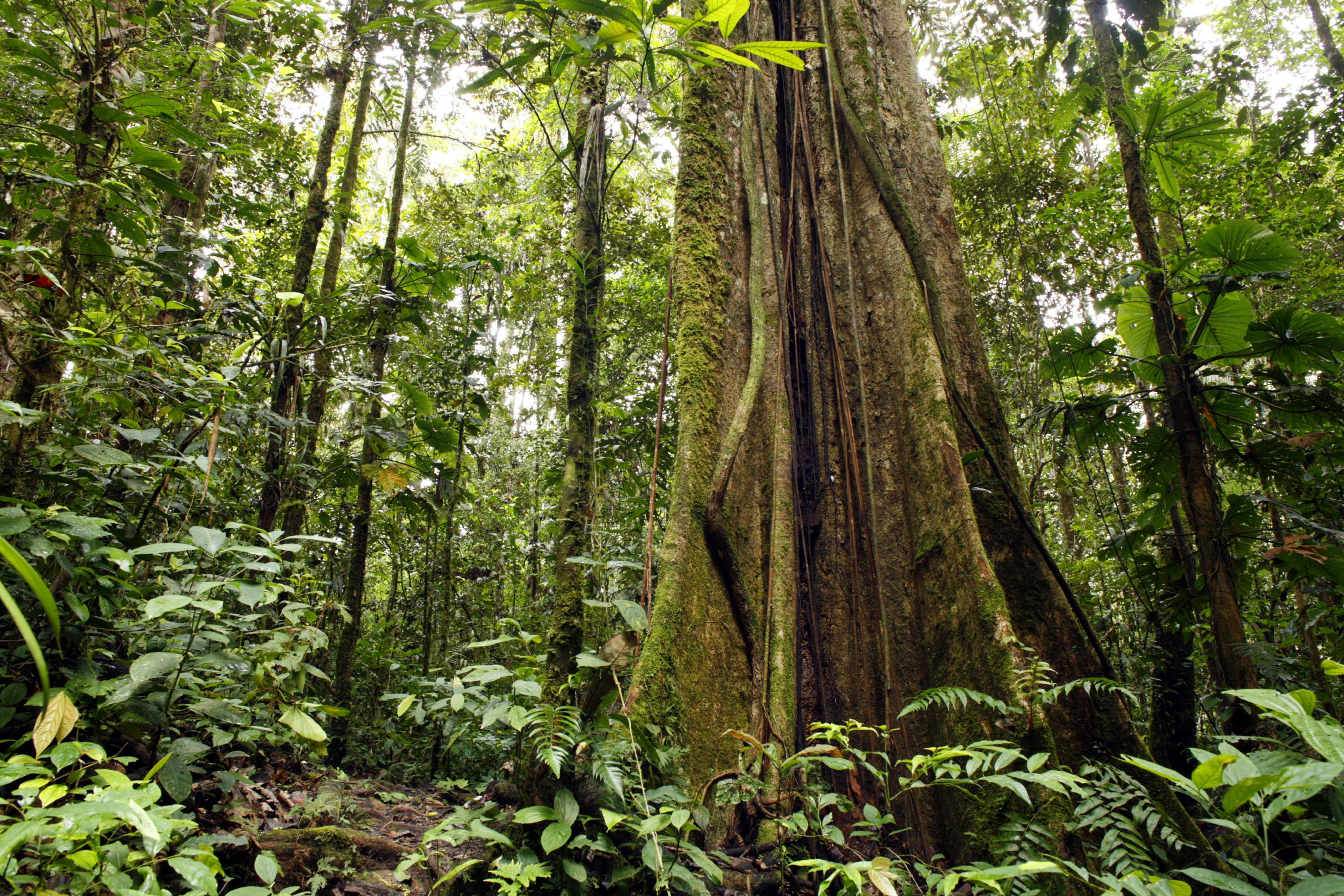 Dichter Regenwald in Ecuador mit moosbedecktem Baumstamm
