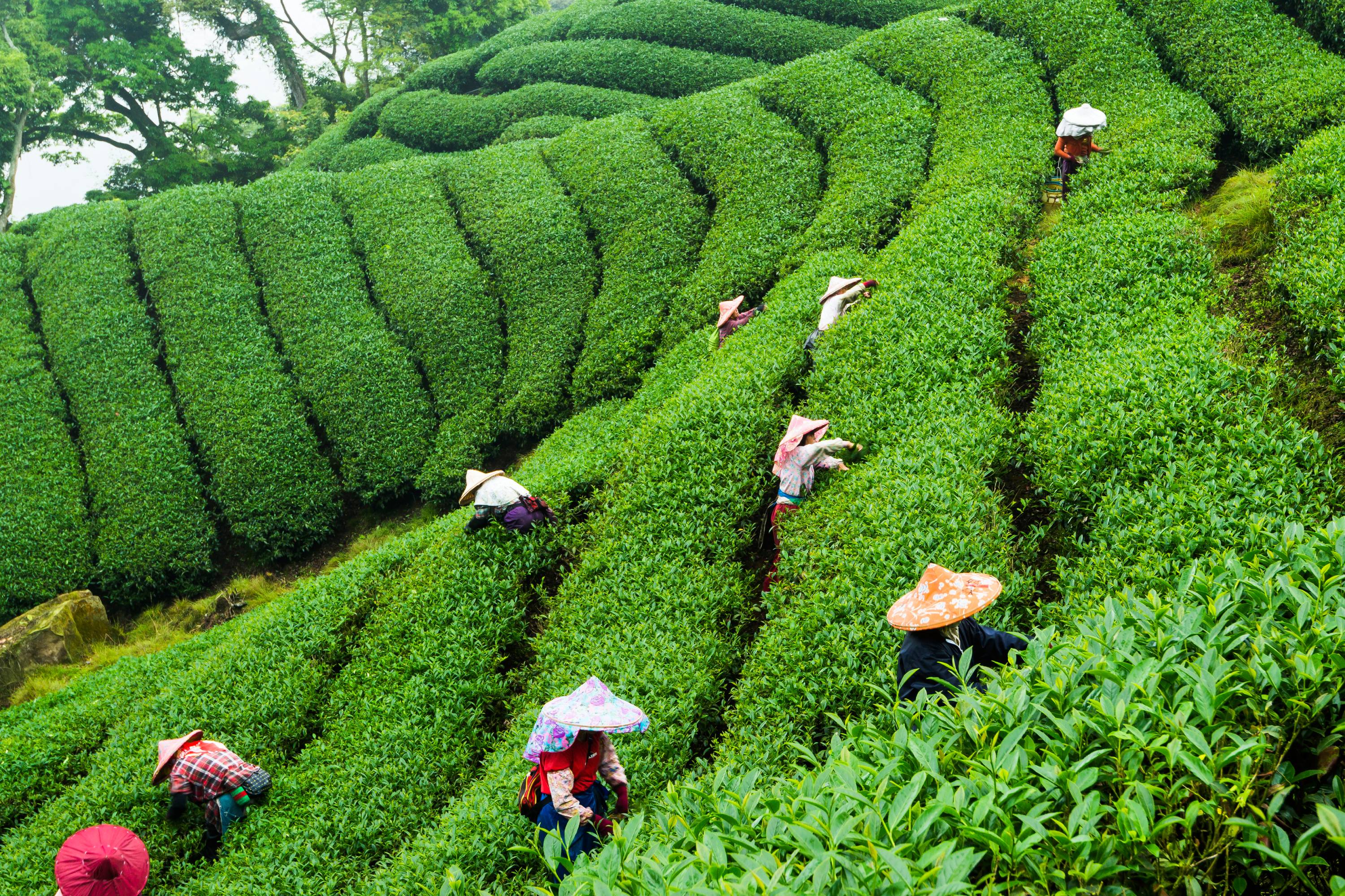Terrassierte grüne Teepflanzen auf einem Hügel und Arbeiter:innen mit bunten Hüten in Taiwan