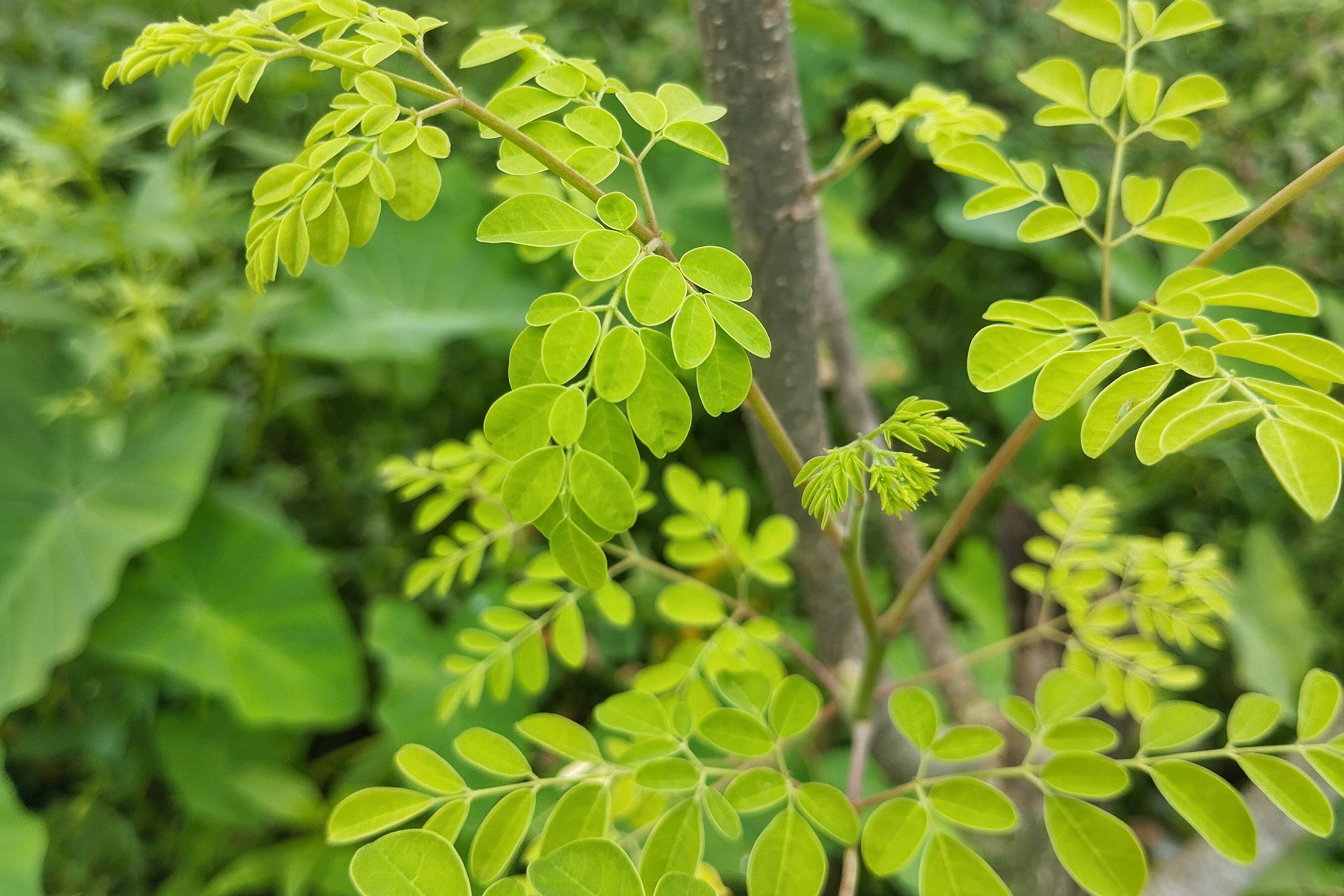 Zart grüne Blätter des Moringa-Baums