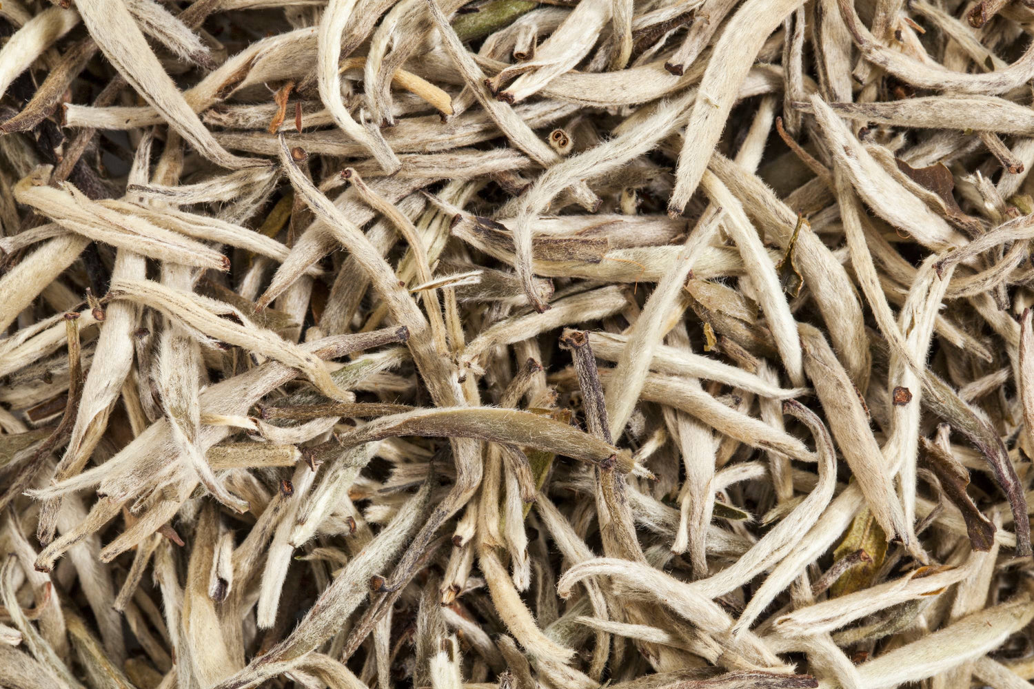 Nahaufnahme getrockneter wolliger Teeknospen in beige und hellbraun