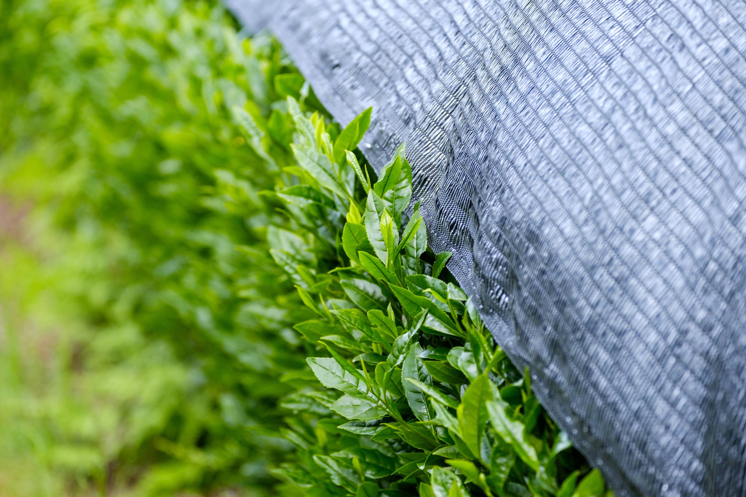 Reihe grüner Teepflanzen teils von schwarzem Netz bedeckt